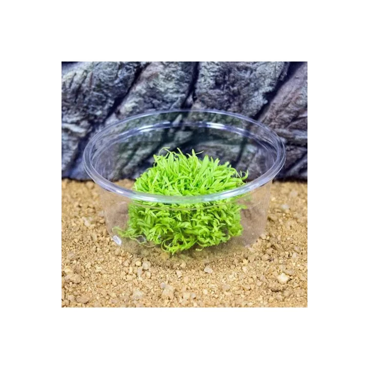 Utricularia Graminifolia In Vitro Canlı Bitki