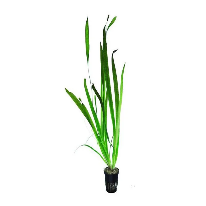 Vallisneria Gigantea Dev Saz Saksı Canlı Bitki