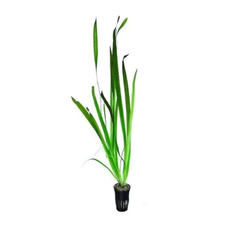 Vallisneria Gigantea Dev Saz Saksı Canlı Bitki