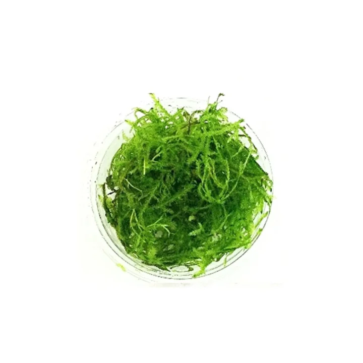Vesicularia Dubyana Java Moss Cup Canlı Bitki
