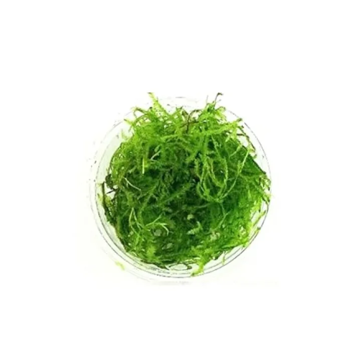 Vesicularia Dubyana Java Moss Cup Canlı Bitki