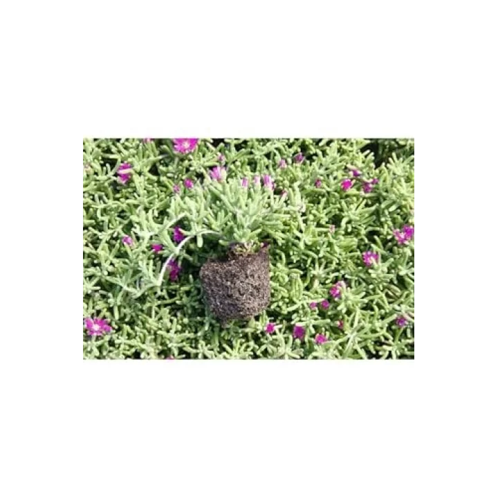 Videolu Acem Halısı Mezarlık Kabir Çiçeği 10-15 Cm Tüplü 25 Adet Dış Mekan Ağaçları Persian Shield