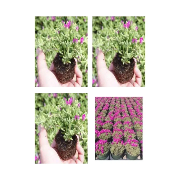 Videolu Acem Halısı Mezarlık Kabir Çiçeği 10-15 Cm Tüplü 25 Adet Dış Mekan Ağaçları Persian Shield