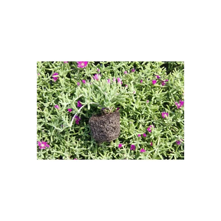 Videolu Acem Halısı Mezarlık Kabir Çiçeği 10-15 Cm Tüplü 25 Adet Dış Mekan Ağaçları Persian Shield