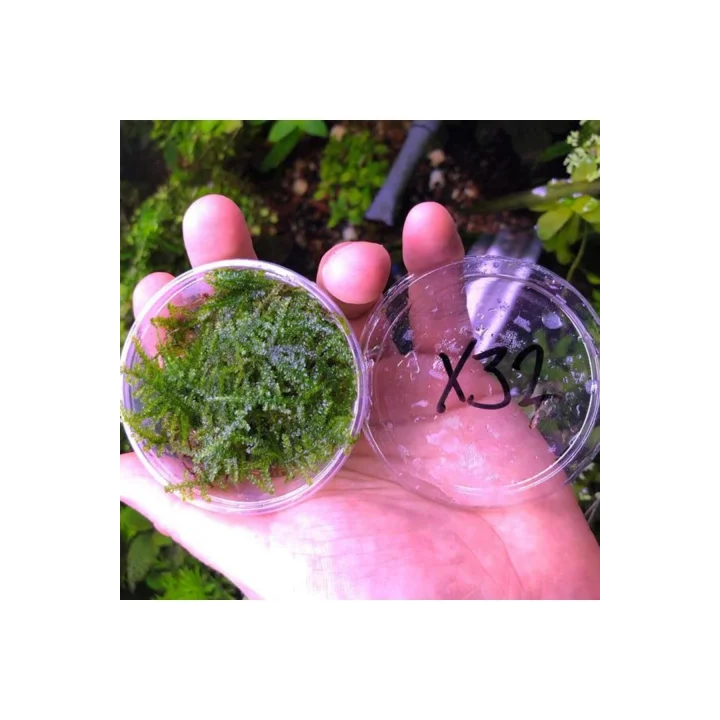 Weeping Moss Kutu Canlı Bitki