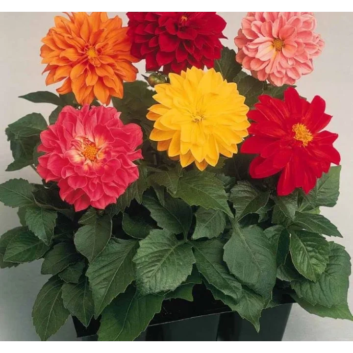 Yıldız Dahlia Çiçeği Tohumu (Bodur Mini Çiçekli) Karışık Renkli - 5 tohum
