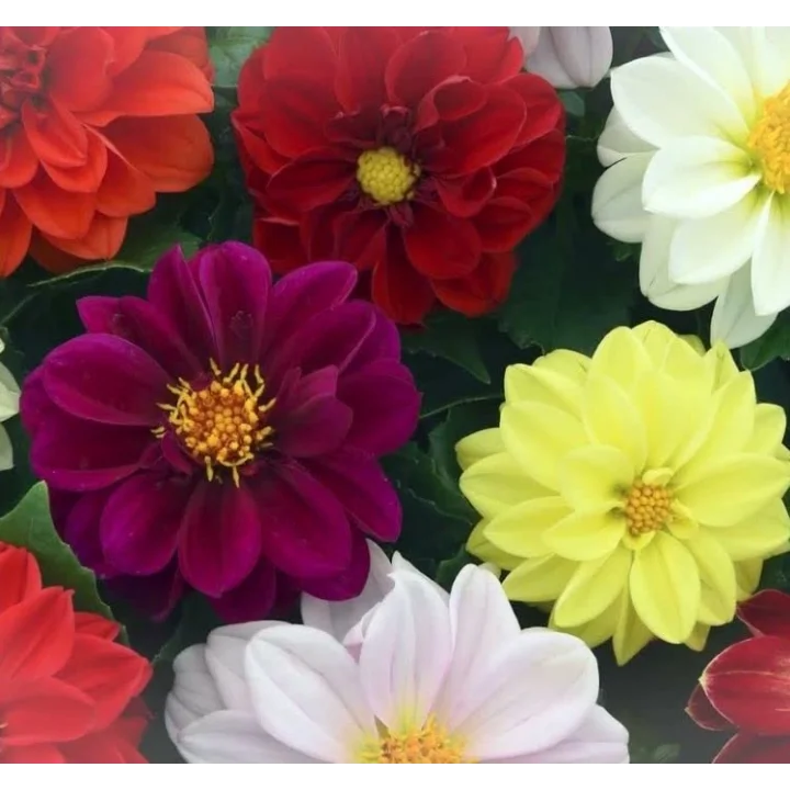 Yıldız Dahlia Çiçeği Tohumu (Bodur Mini Çiçekli) Karışık Renkli - 5 tohum