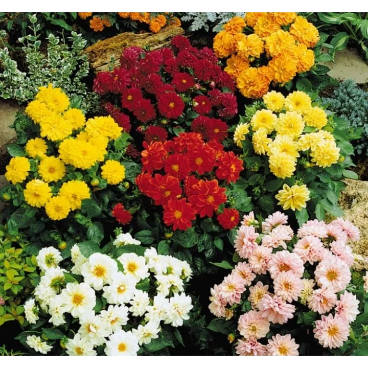 Yıldız Dahlia Çiçeği Tohumu (Bodur Mini Çiçekli) Karışık Renkli - 5 tohum