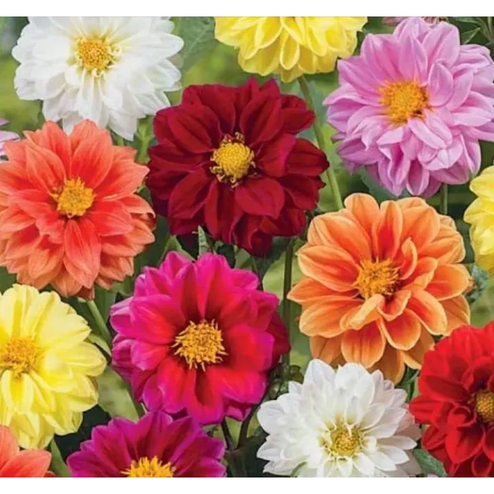 Yıldız Dahlia Çiçeği Tohumu (Bodur Mini Çiçekli) Karışık Renkli - 5 tohum