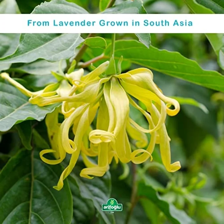 Ylang Ylang Yağı 20 ML