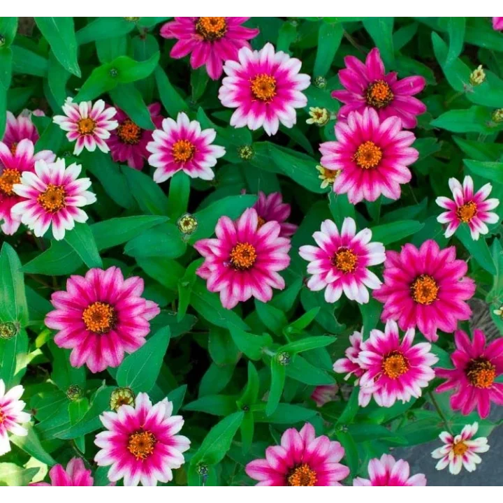 Zinnia Çiçeği Tohumu (Mini Çiçekli, Kirli Hanım) Cherry Renkli - 5 Tohum
