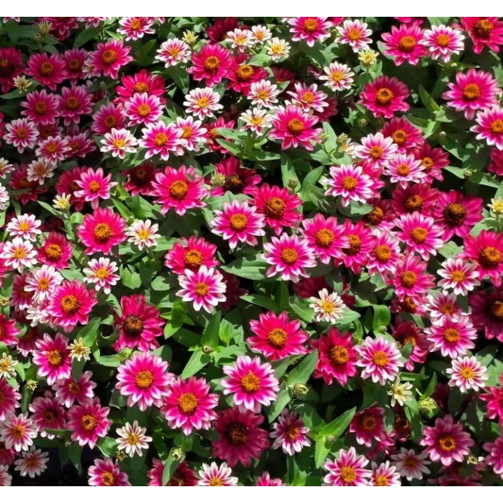 Zinnia Çiçeği Tohumu (Mini Çiçekli, Kirli Hanım) Cherry Renkli - 5 Tohum