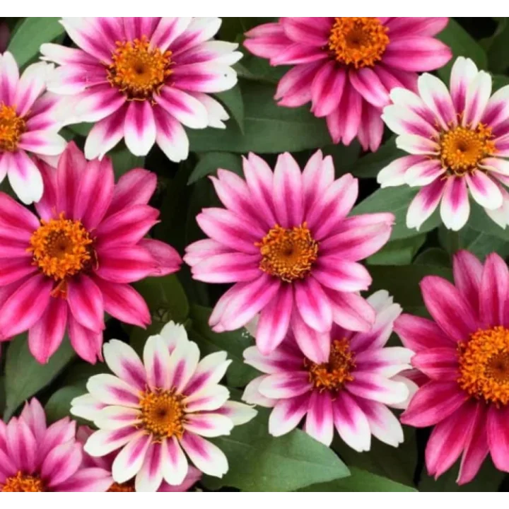 Zinnia Çiçeği Tohumu (Mini Çiçekli, Kirli Hanım) Cherry Renkli - 5 Tohum