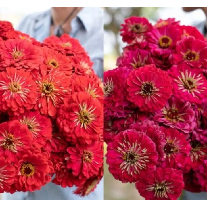 Zinnia - Kirli Hanım Tohumu (Dev çiçekli, Uzun Boylu) - Kırmızı Renkli - 5 Tohum