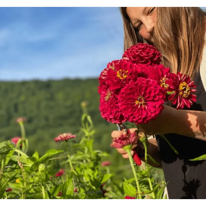 Zinnia - Kirli Hanım Tohumu (Dev çiçekli, Uzun Boylu) - Kırmızı Renkli - 5 Tohum