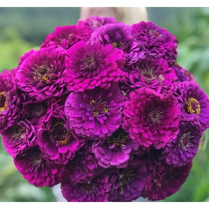 Zinnia - Kirli Hanım Tohumu (Dev çiçekli, Uzun Boylu) - Mor Renkli - 5 Tohum