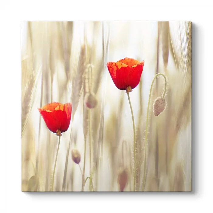 Gelincik Çiçeği Tablosu 30 x 30