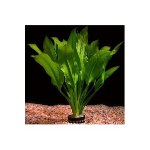 Akvaryum Bitkileri Echinodorus Amazonicus Saksı Canlı Bitki b043