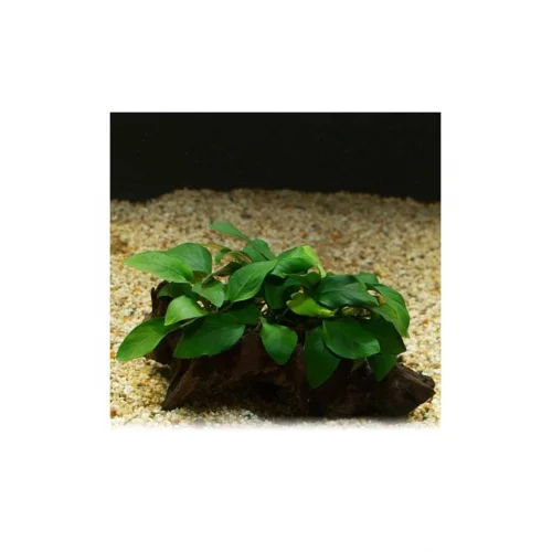 Anubias Barteri Var 5-6 Yapraklı Kök Canlı Bitki