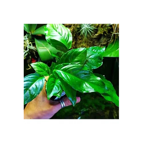 Anubias Heterophylla Saksı Canlı Bitki 5-7 Yaprak