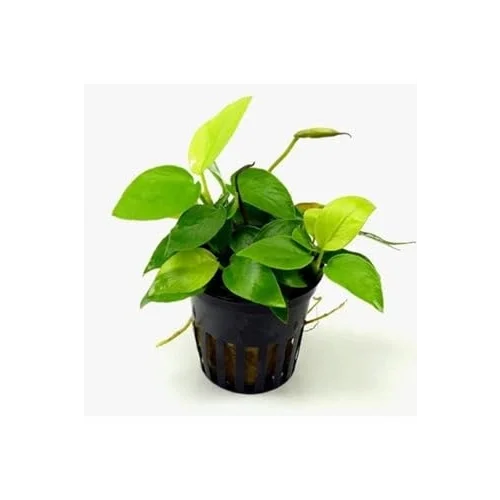 Anubias Nana Gold 6-7 Yapraklı Canlı Bitki