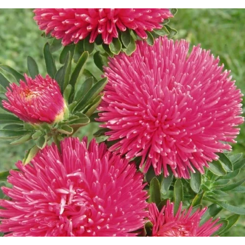 Aster Kasımpatı (Krizantem) Burgundy Renkli - 20 Tohum