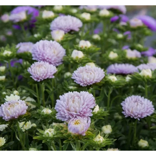Aster Kasımpatı (Krizantem) Lavanta Renkli - 20 Tohum