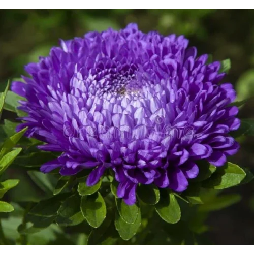 Aster Kasımpatı (Krizantem) Mavi Renkli - 20 Tohum