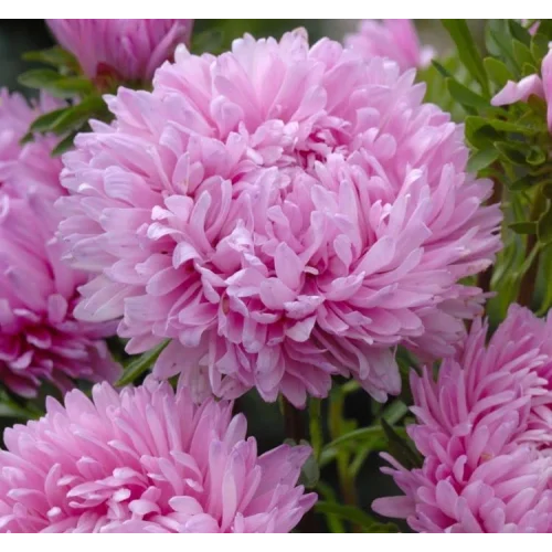 Aster Kasımpatı (Krizantem) Pembe Renkli - 20 Tohum