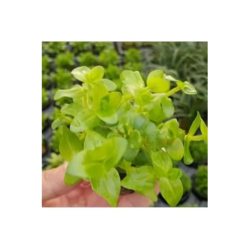 Bacopa Lanigera Saksı Canlı Bitki