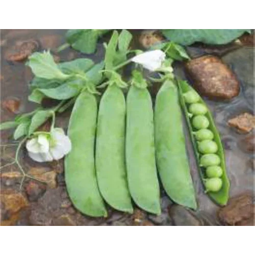 Bezelye Tohumu - Aksel 10 gr