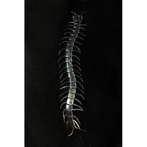 Mey İthalat® Şeffaf Renk Karanlıkta Parlayan Fosforlu Kırkayak 13 cm 1 Adet