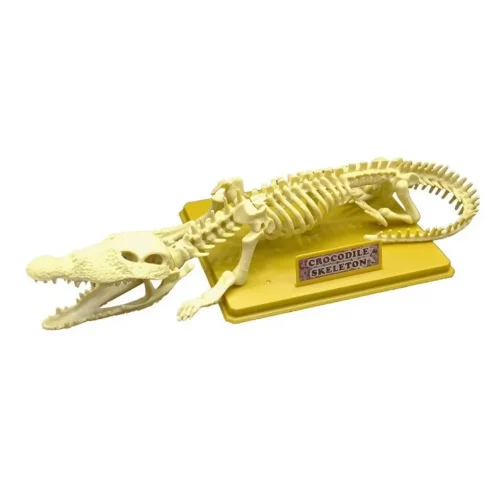 Mey İthalat® Timsah İskeleti Bilim Seti