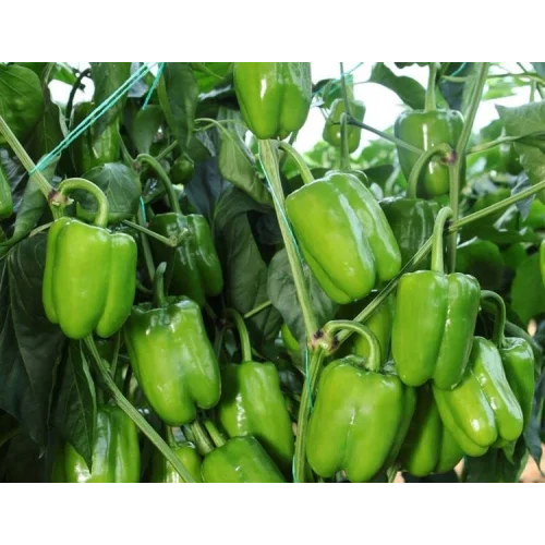 Biber Dik dolma Tohumu - Aksel 10 gr