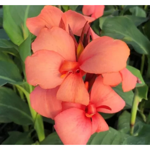 Canna - Tesbih Çiçeği - MANGO (1 Tohum)