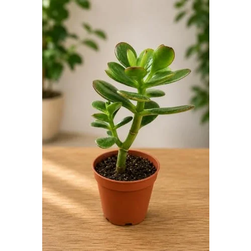 Crassula Feng Shui Para Ağacı Fidanı 10-20 cm