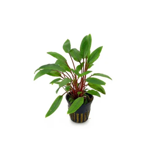 Cryptocoryne Beckettii Saksı Canlı Bitki