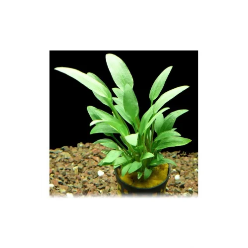 Cryptocoryne Walkeri Saksı Canlı Bitki