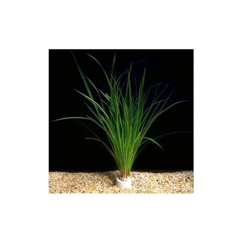 Cyperus Juncus Saksı Canlı Bitki