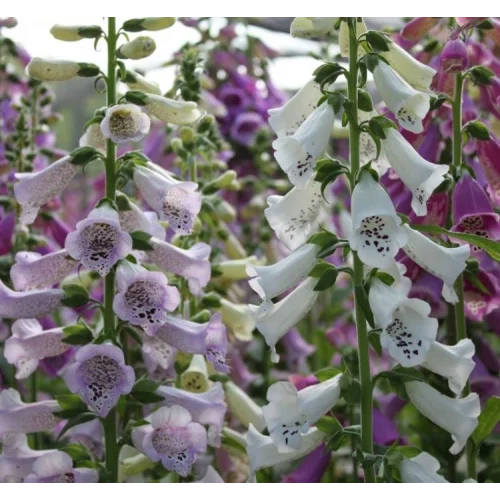 Digitalis Çiçeği Tohumu