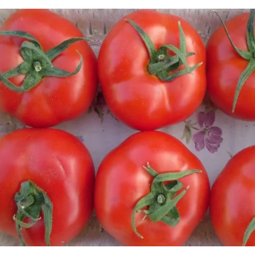 DOMATES TANE SALKIM (ÇOKLU TOHUM) 2274-3 Gram
