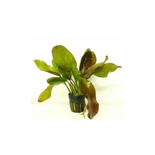 Echinodorus Fancy Twist Saksı Canlı Bitki