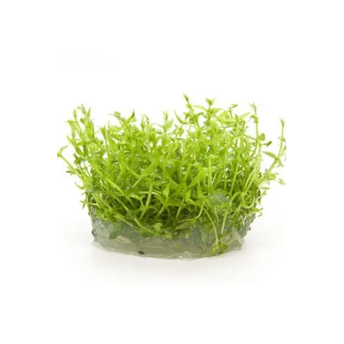 Gratiola Viscidula In Vitro Cup Canlı Bitki
