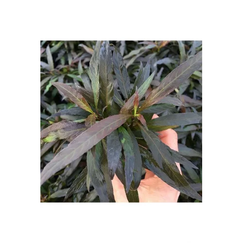 Hygrophila Angustifolia Rubra Saksı Canlı Bitki