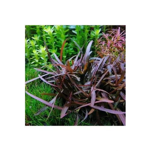 Hygrophila Araguaia In Vitro Canlı Bitki