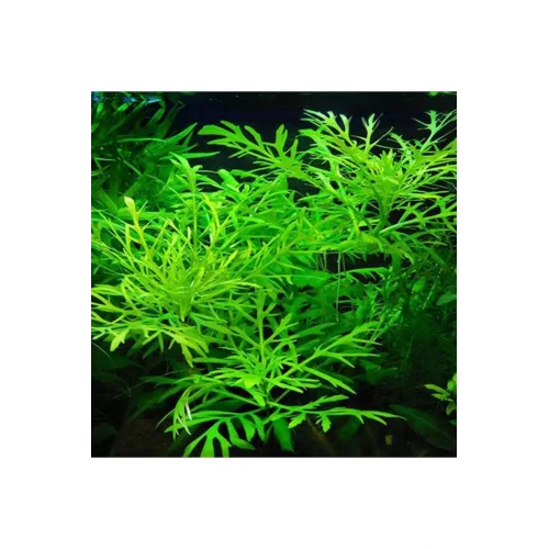 Hygrophila Difformis 4-6 Kök Canlı Bitki