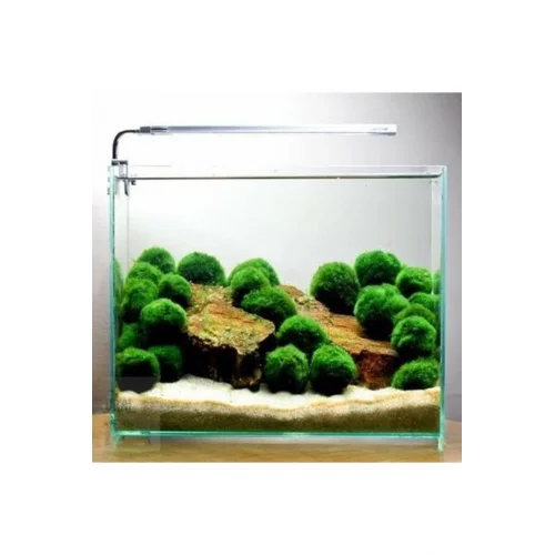 İthal Bitki Marimo Moss Ball 2-3cm Yosun Topu Canlı Bitki Kopy1-951512