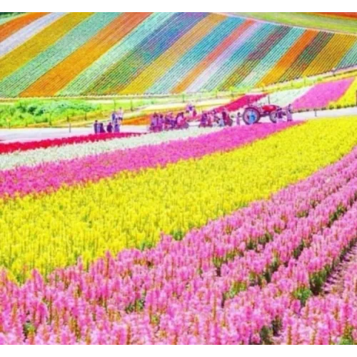 Japon Halı Çiçeği Tohumu