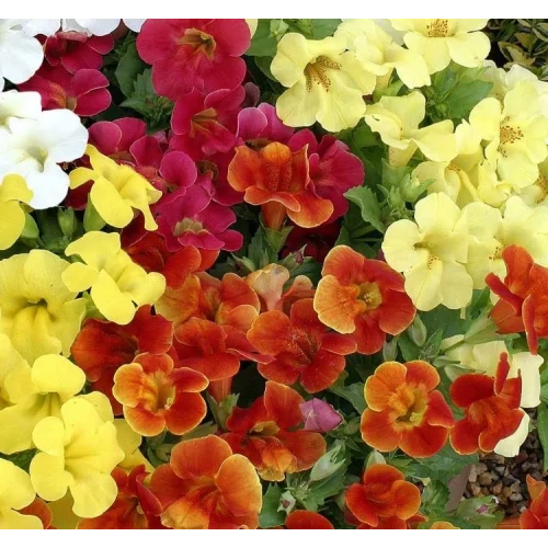Karışık Mimulus Misk Çiçeği F1 Tohumu (30 Tohum)