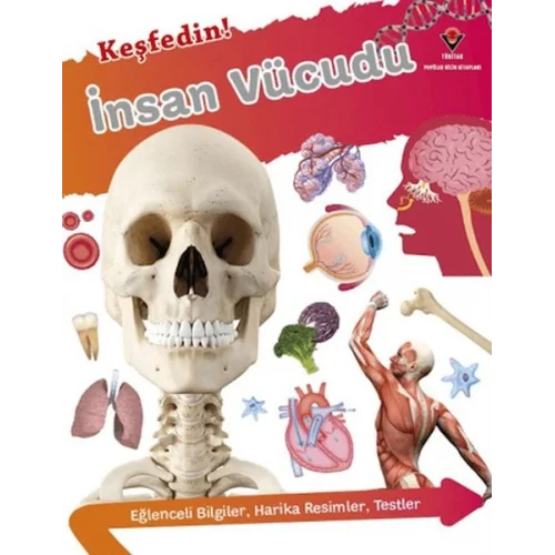Keşfedin! İnsan Vücüdu